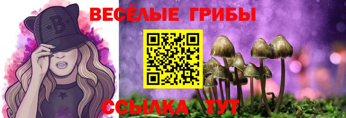 Галлюциногенные грибы Psilocybe Кузнецк
